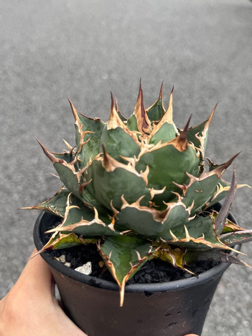 【最終値下げ】Agave titanota アガベチタノタ 極選株
