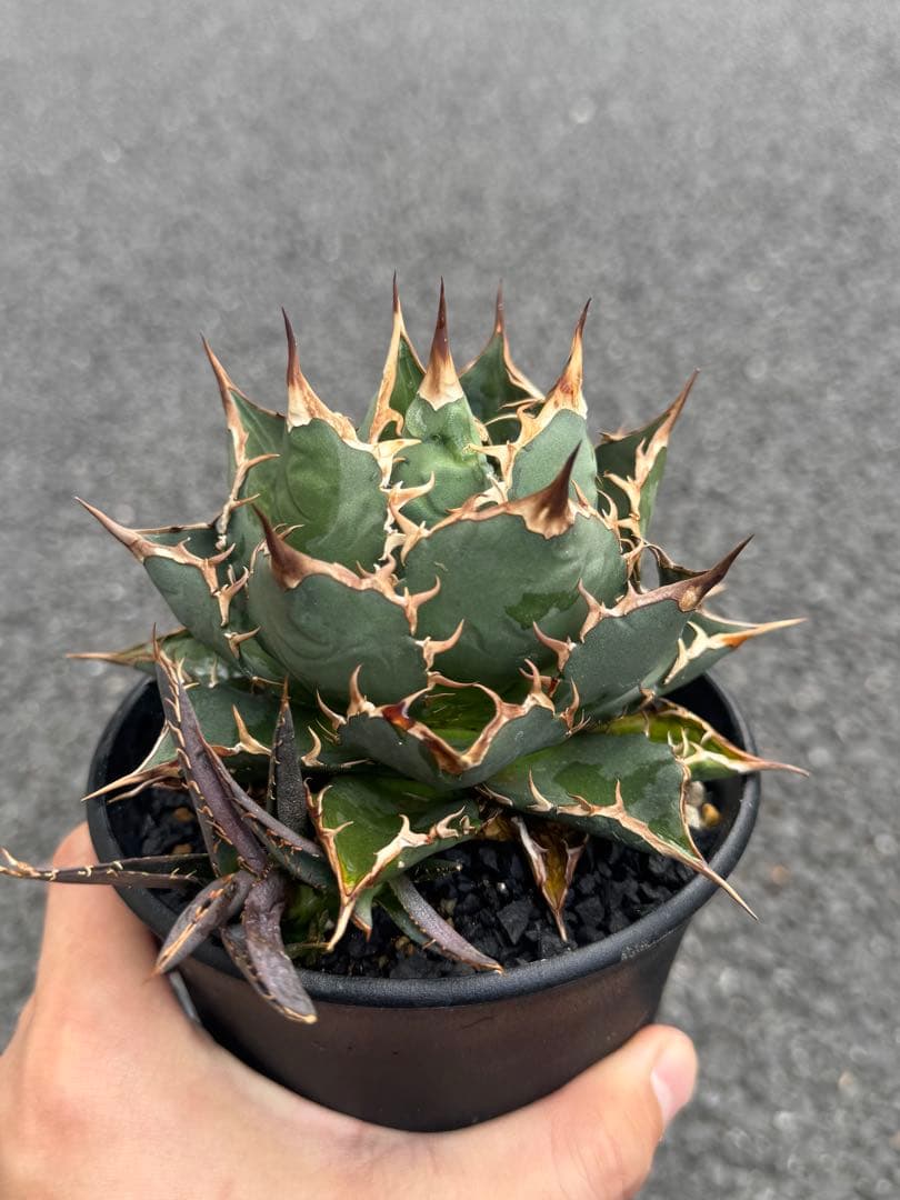 【最終値下げ】Agave titanota アガベチタノタ 極選株