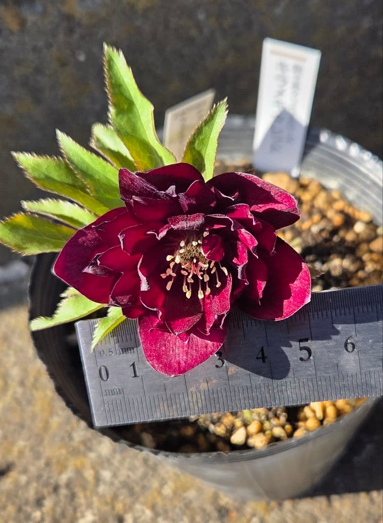 クリスマスローズ　キラメキレッド