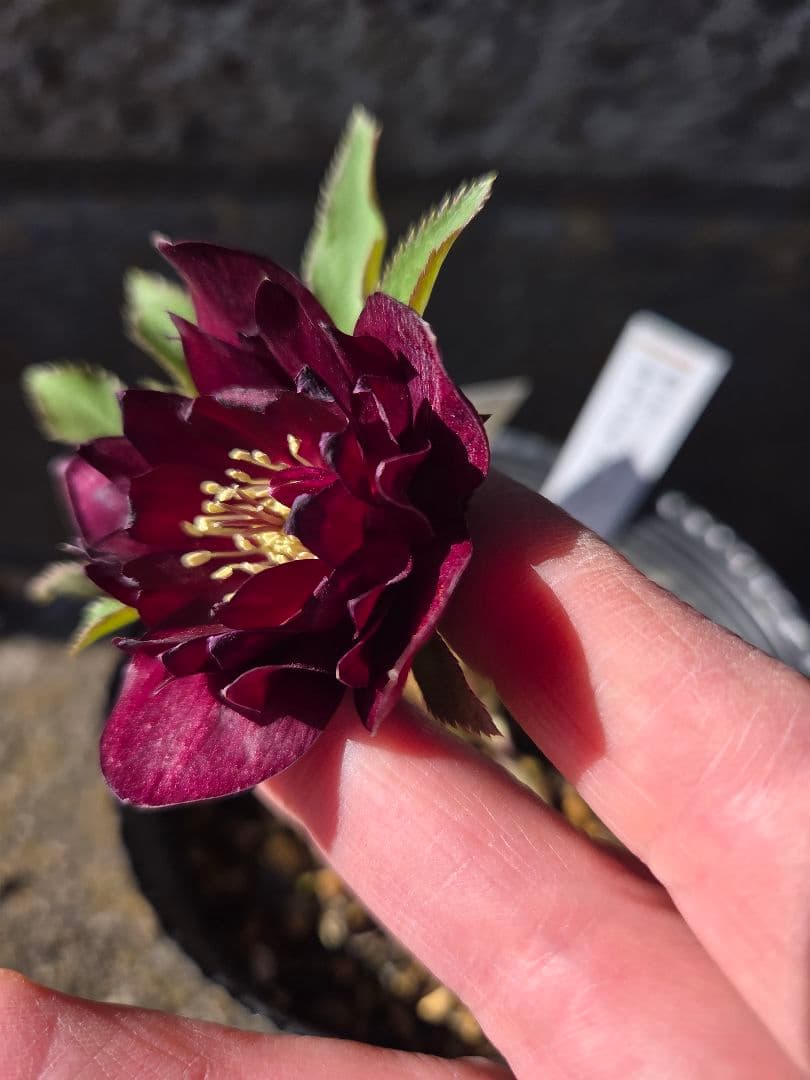 クリスマスローズ　キラメキレッド