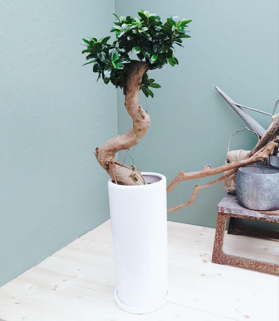 昇り龍 ガジュマル曲がり ７号ロング 陶器 縁起物 運気