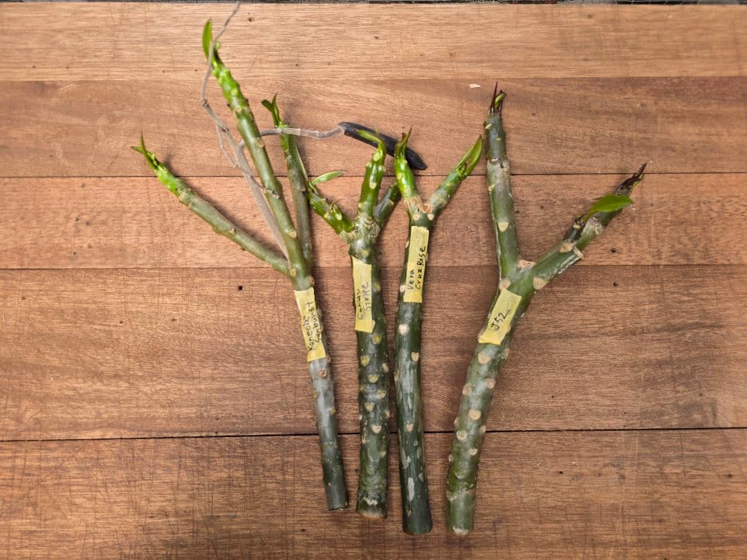 プルメリア枝苗