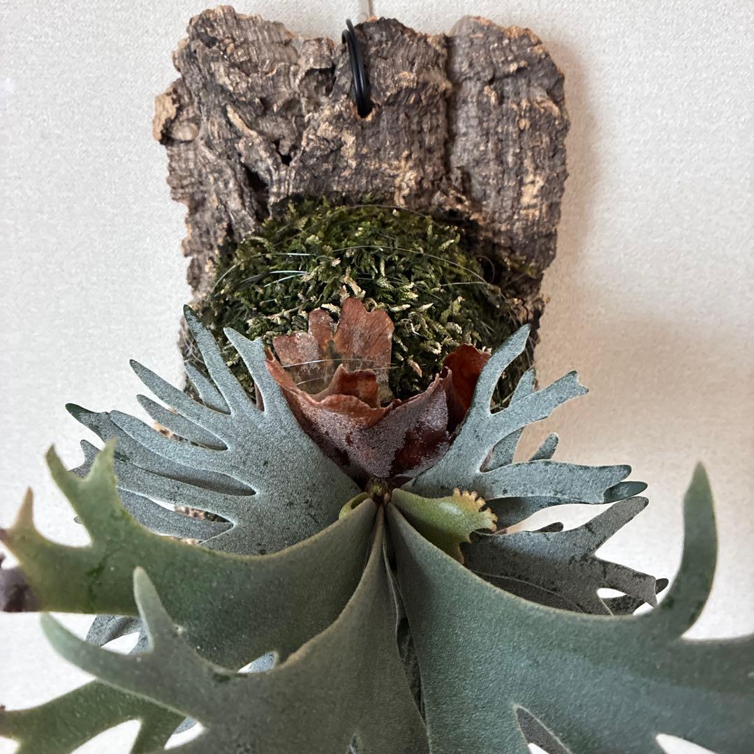 P.willinckii bacteria spore バクスポ　ビカクシダ