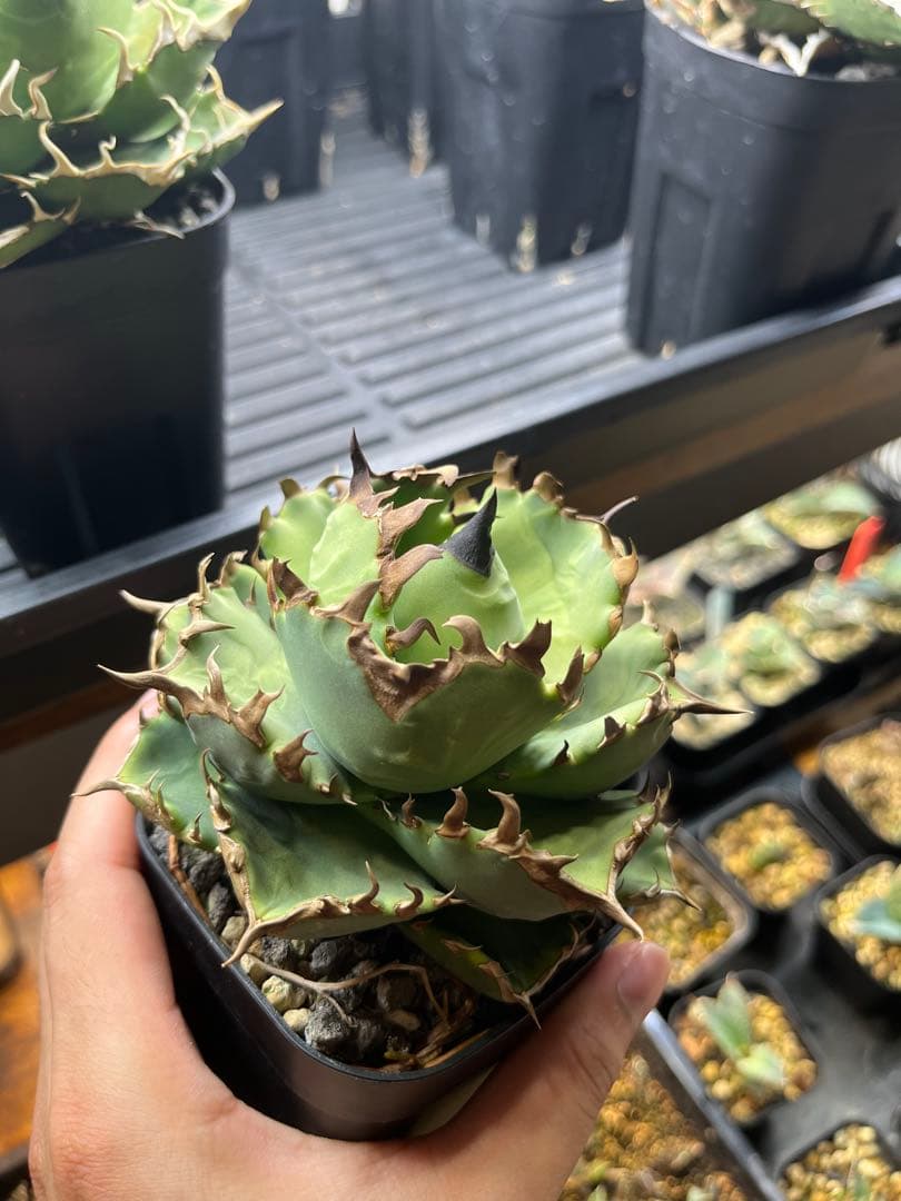 【現品】アガベ　プテラノドン　翼竜