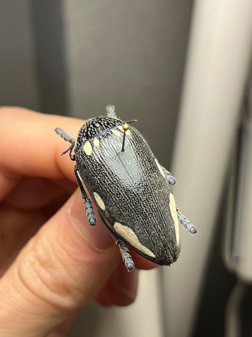 【34mm】タテオビフトタマムシ giant jewel beetle 昆虫標本