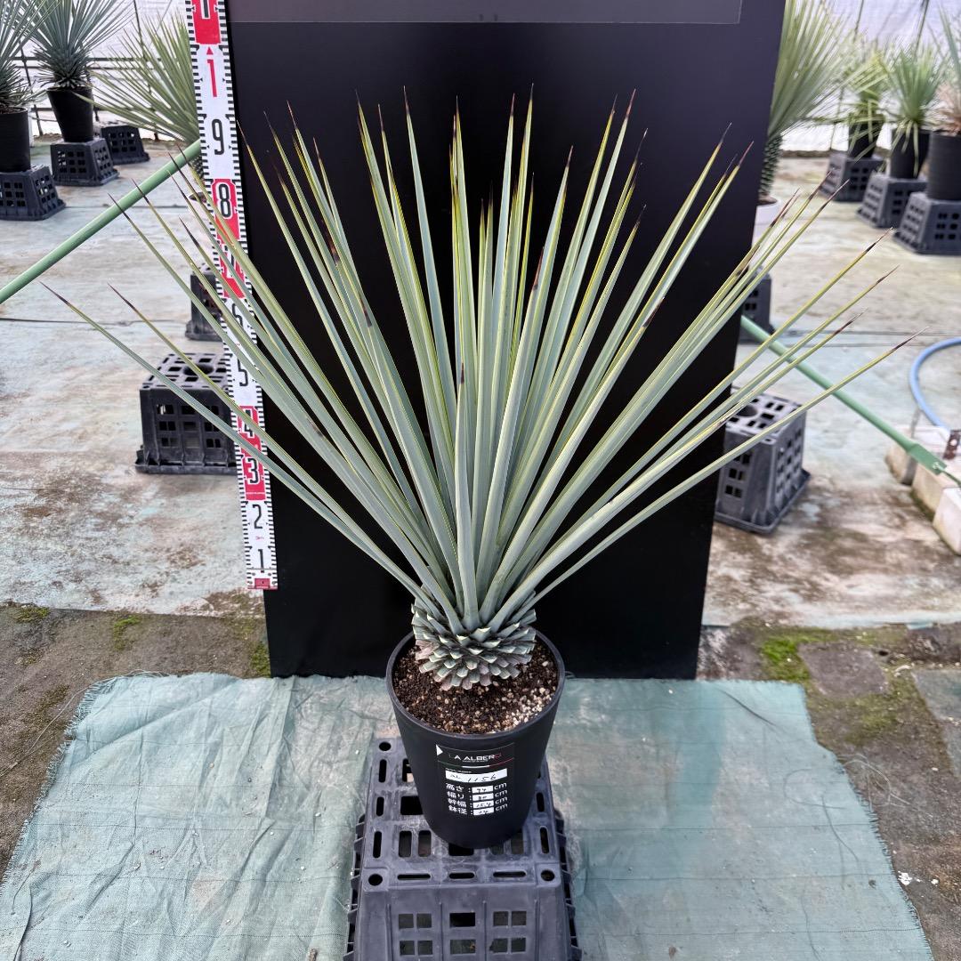 ゆ*。様 【AL1156】ユッカ　リギダ　24cm鉢