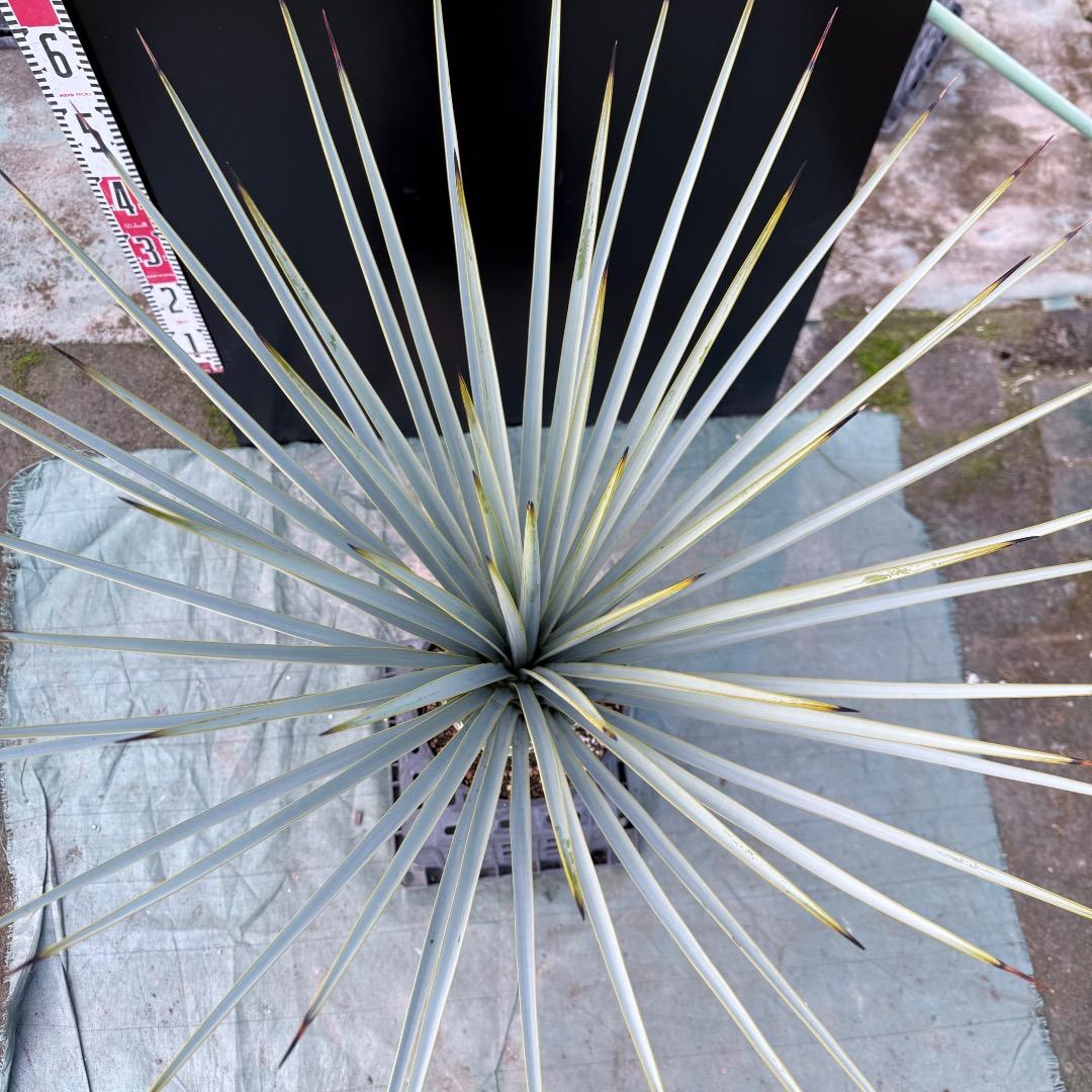 ゆ*。様 【AL1156】ユッカ　リギダ　24cm鉢