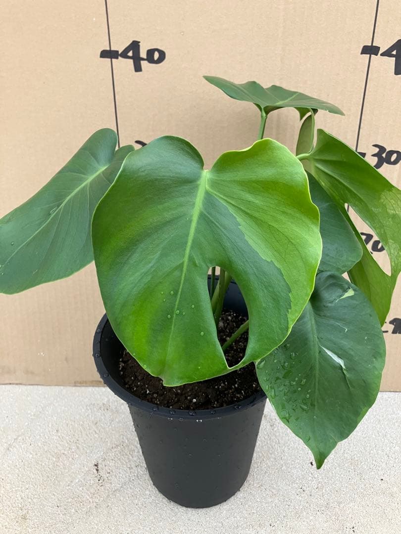 モンステラ　デリシオーサ実生株　斑入り　変異株凸凹葉っぱ　2鉢セット