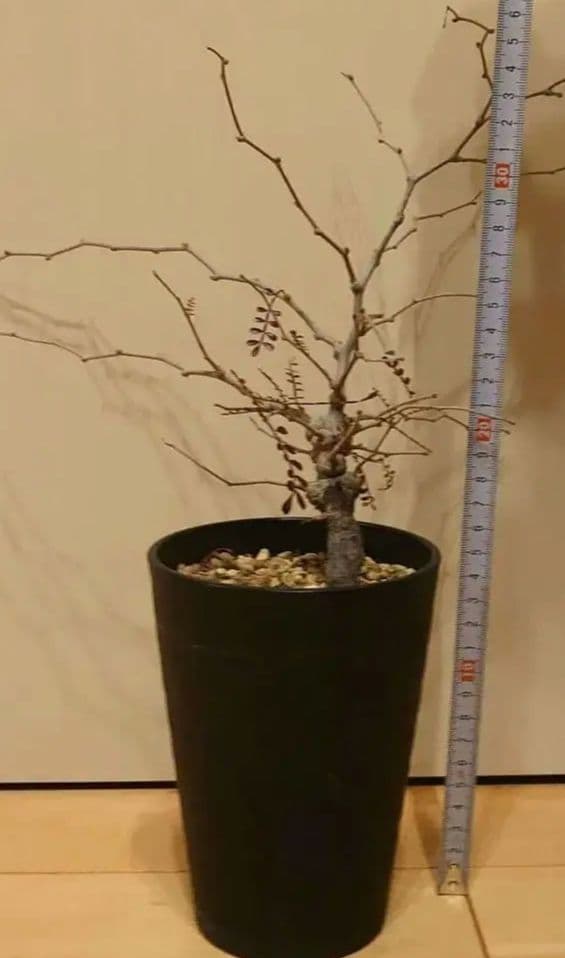 オペルクリカリア　パキプス　根ざし5年