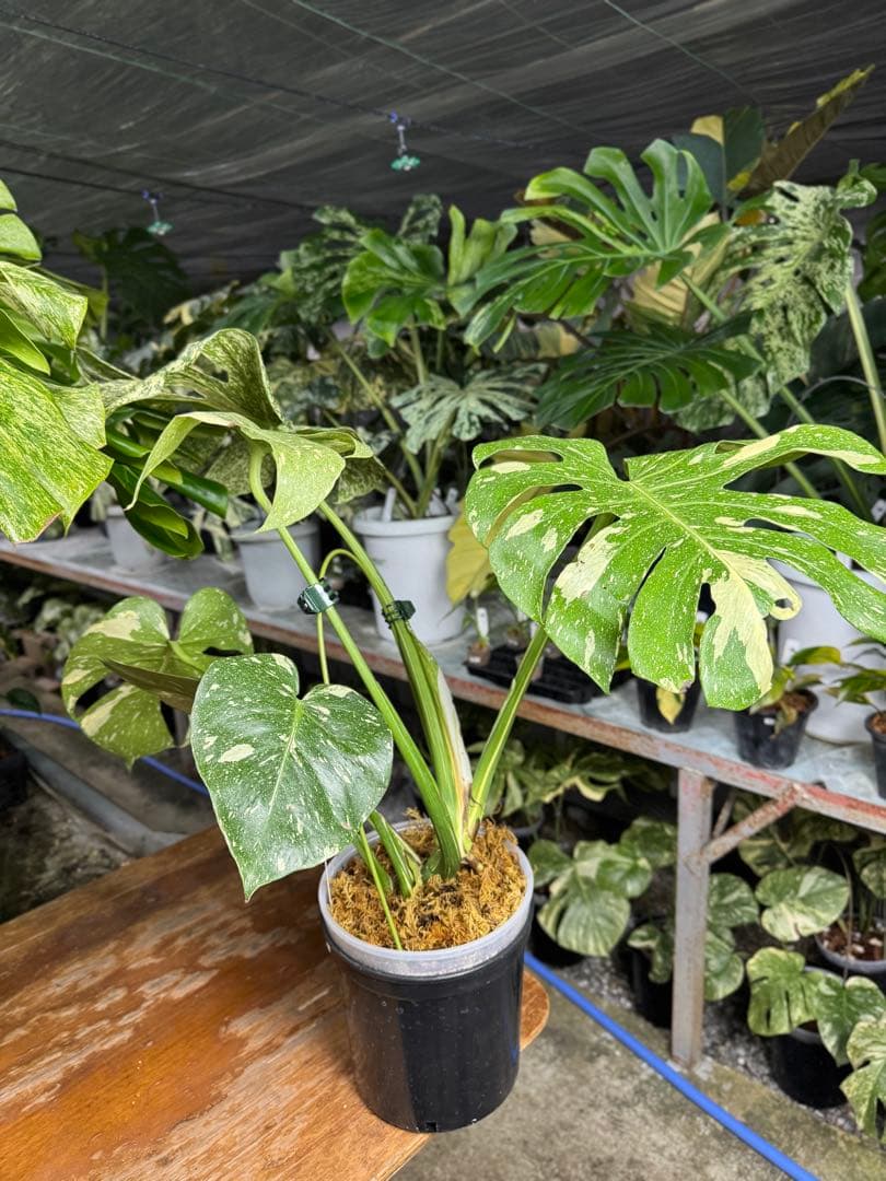 P*r様 1モンステラ　スターライト　タイコンステレーション