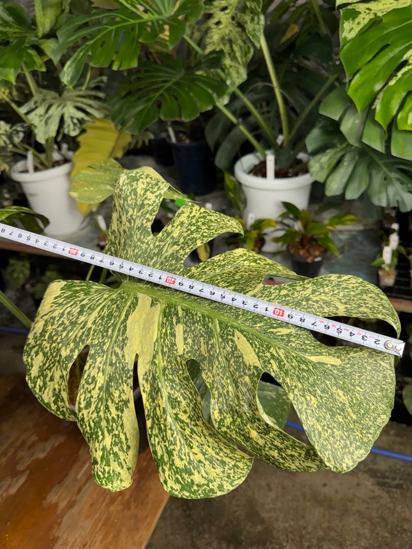 P*r様 1モンステラ　スターライト　タイコンステレーション