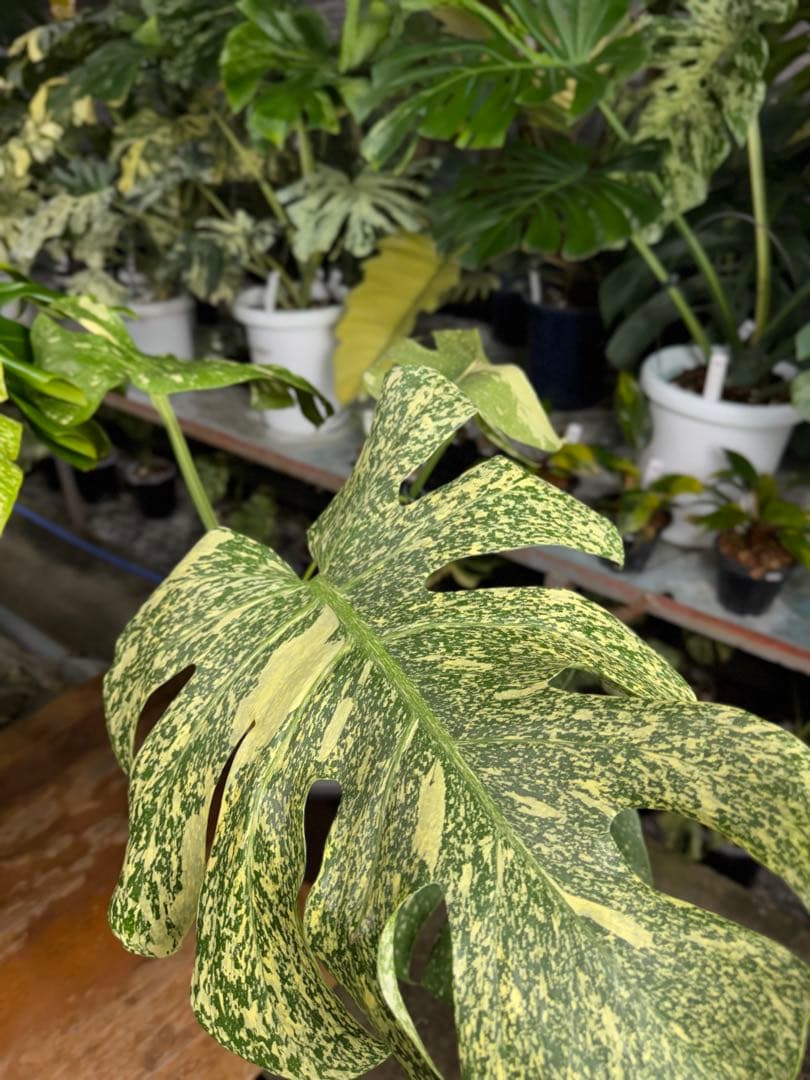 P*r様 1モンステラ　スターライト　タイコンステレーション