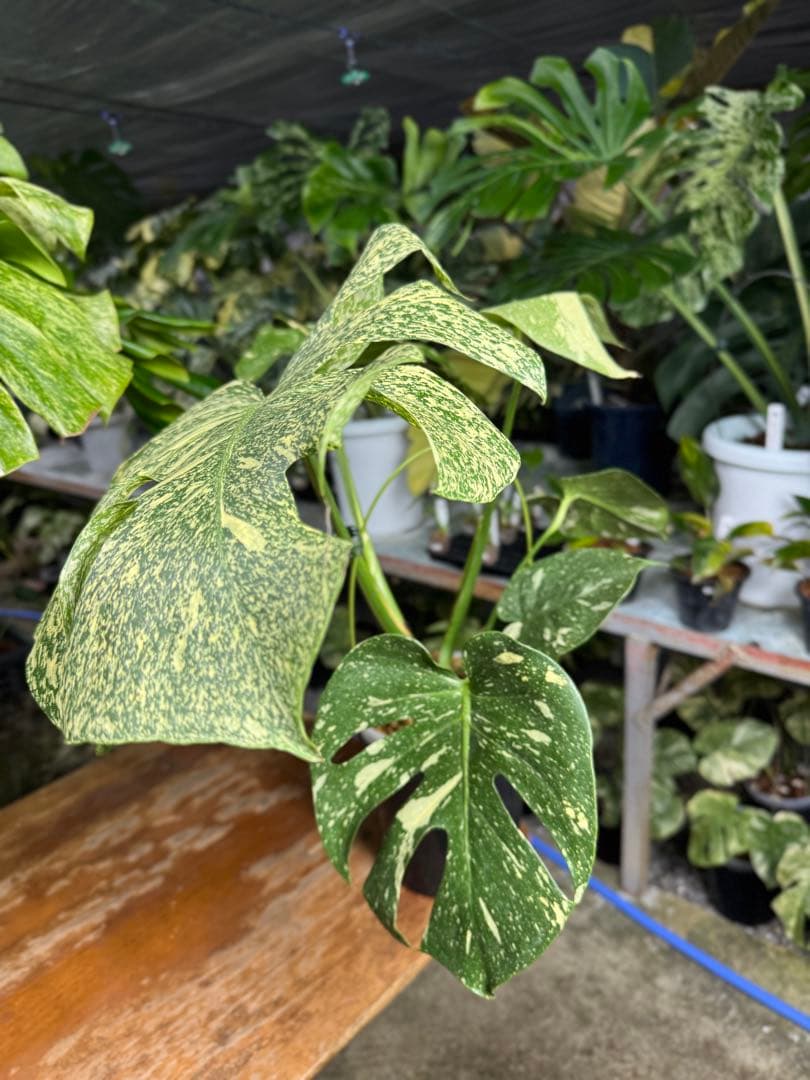 P*r様 1モンステラ　スターライト　タイコンステレーション