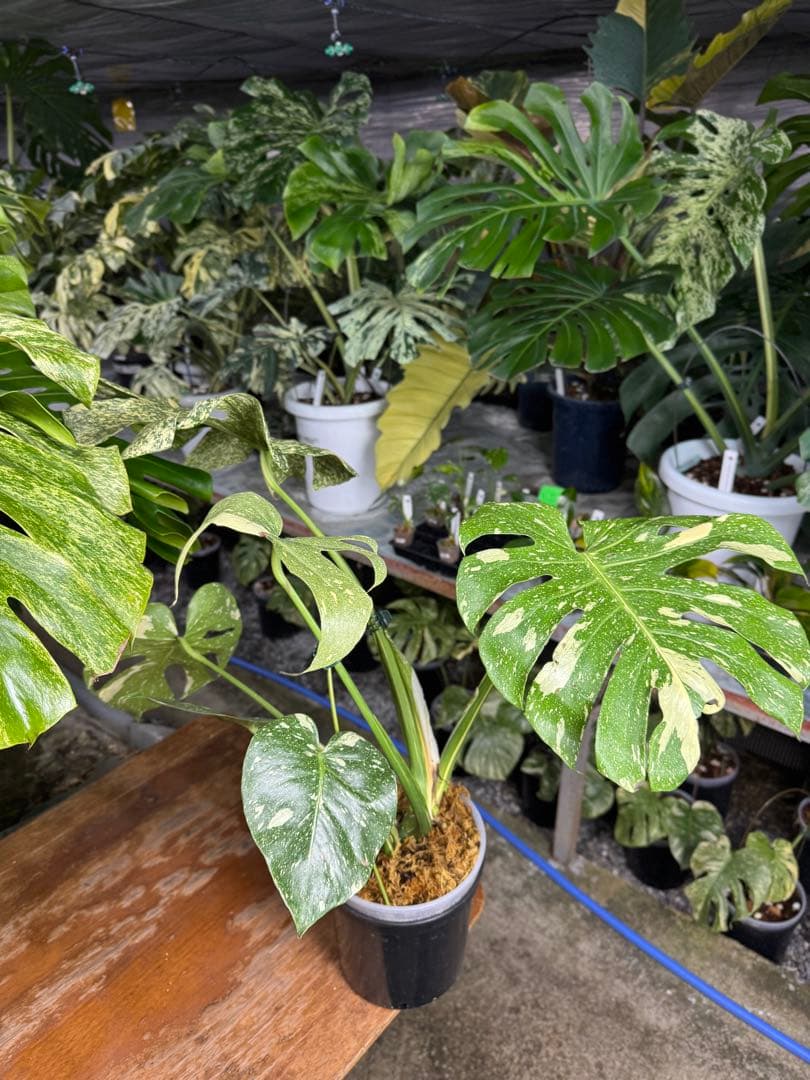 P*r様 1モンステラ　スターライト　タイコンステレーション