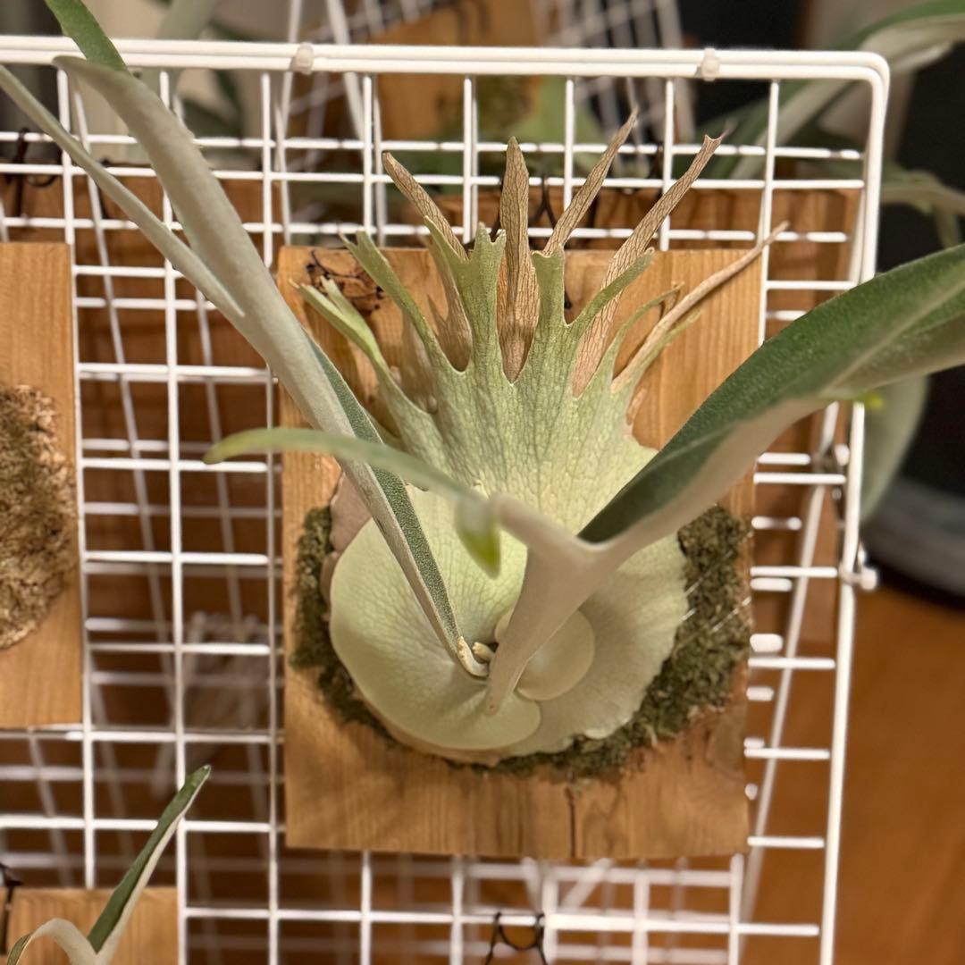 ビカクシダ　veitchii wild 美株