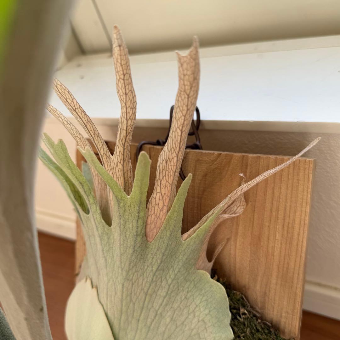 ビカクシダ　veitchii wild 美株