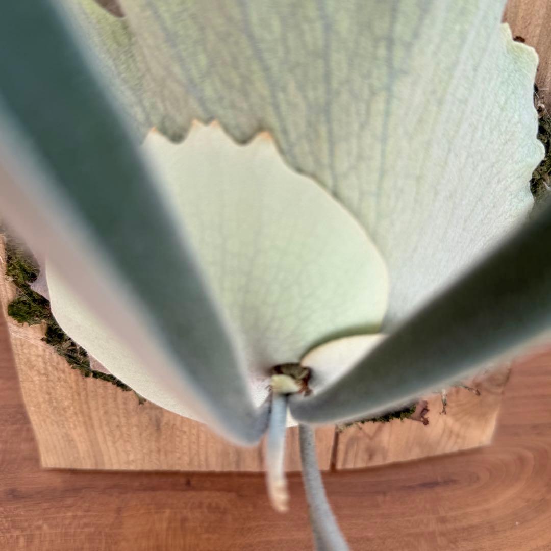 ビカクシダ　veitchii wild 美株