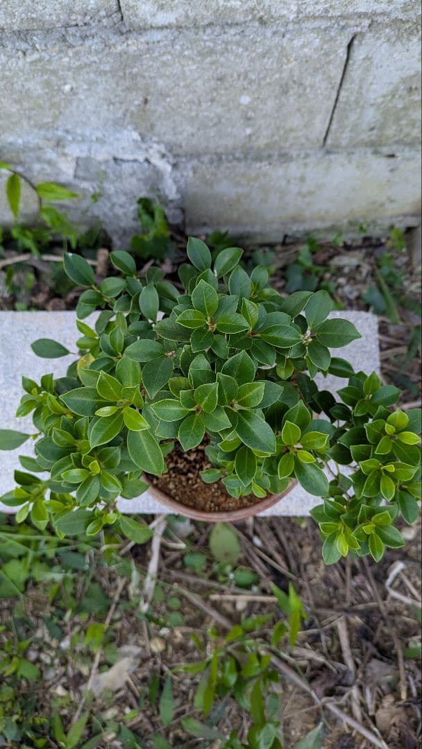 小葉ガジュマル　イボ肌