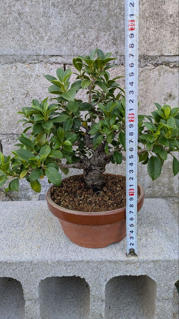 小葉ガジュマル　イボ肌