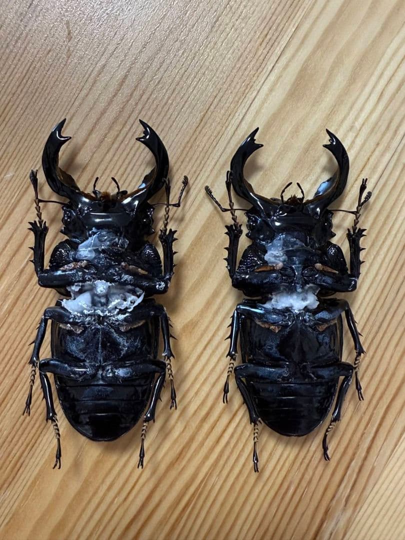 最終値下げ　タランドゥスオオツヤクワガタ　89mmUPトリオ