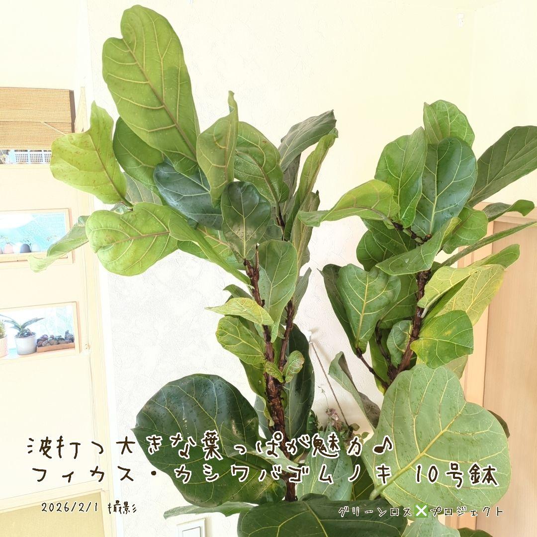 【高橋涼介LOVE⚠群馬県】フィカス・カシワバゴムノキ10号鉢