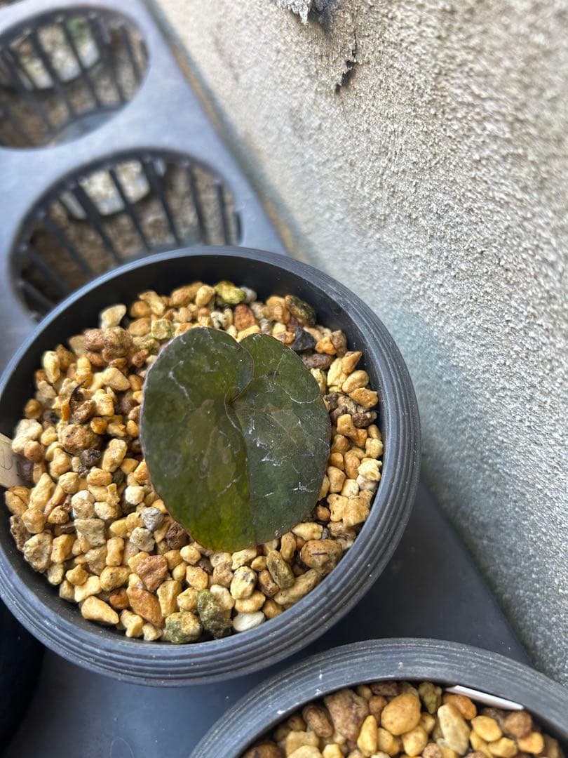 ヒロクチカンアオイ