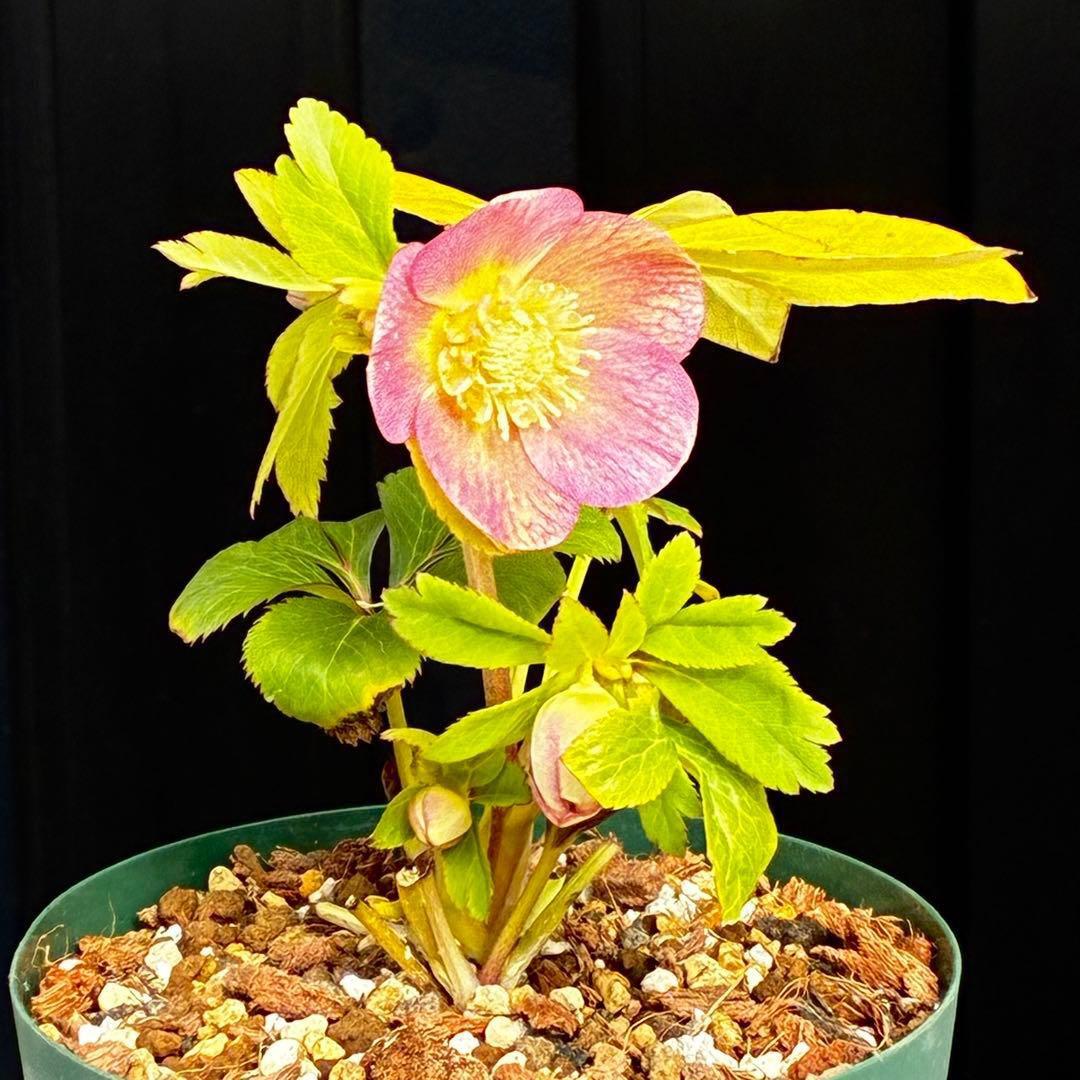 l*a様 558☘️ラスト2☘️蕾花タグ付☘️極上☘️唯一無二☘️⭐️SD⭐️蜃