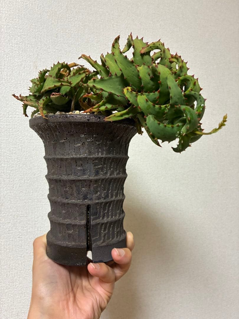 アロエ　カスティロニアエ　大株ビンテージ　作家鉢付き