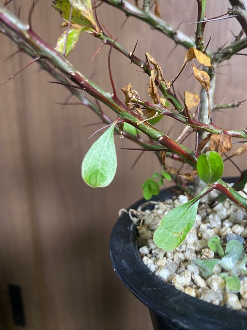 フォークイエリア　プルプシー×ファシクラータ　ハイブリッド　挿し木　2本