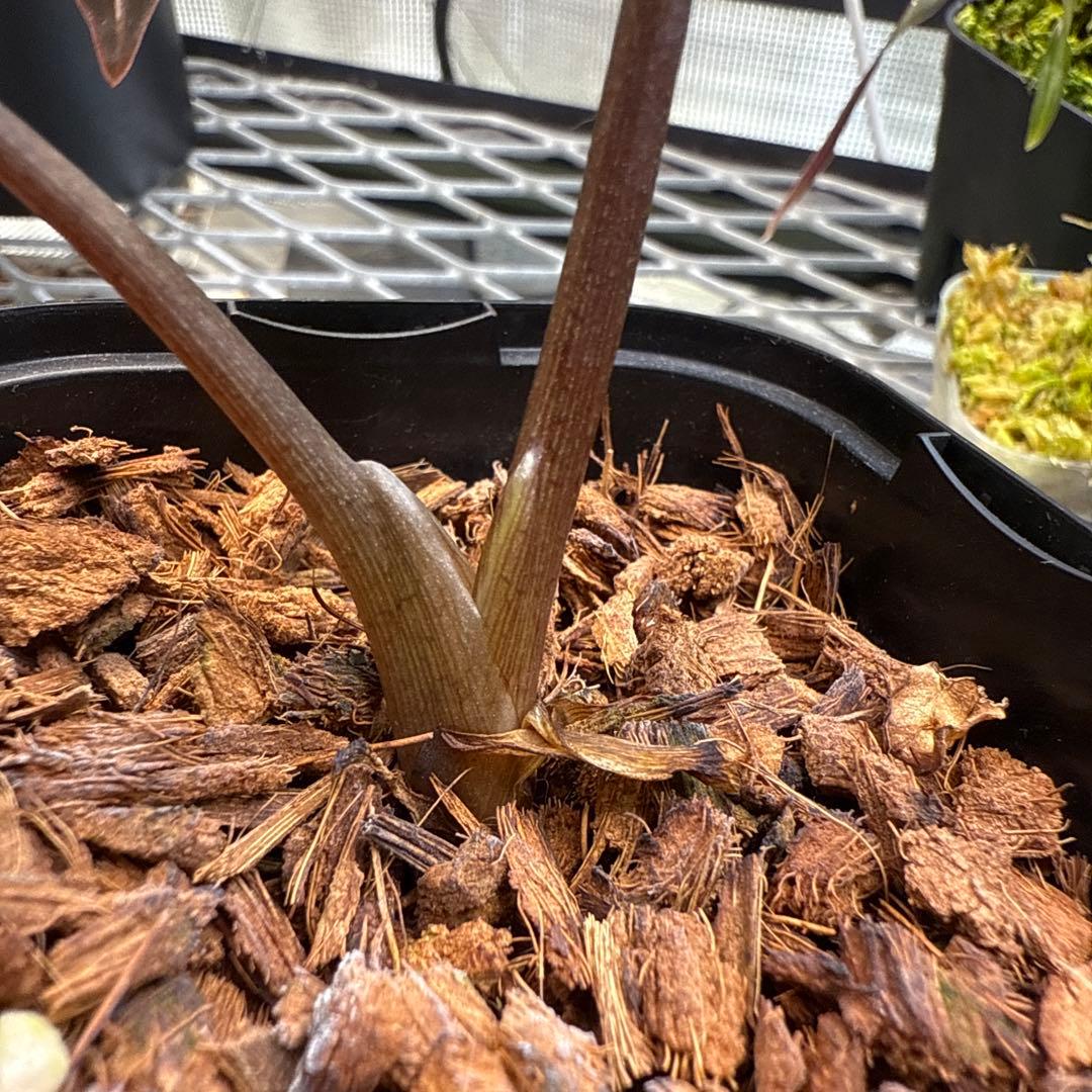 S*y様 アロカシア スカルプラム オーレア