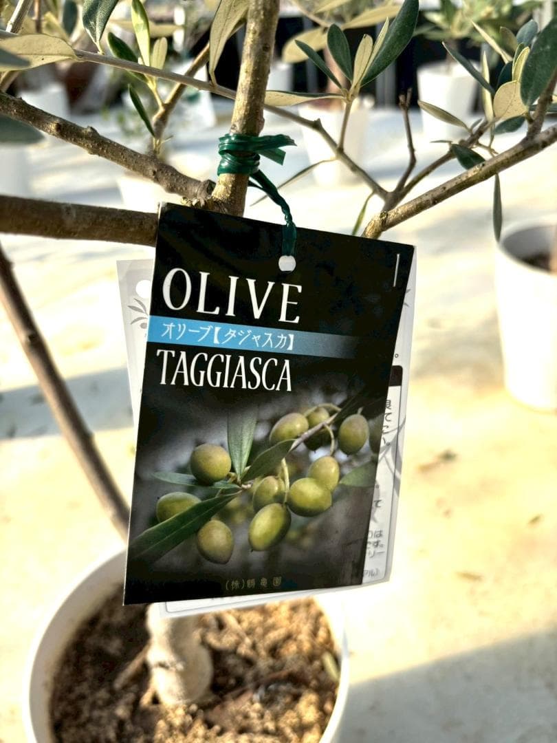 オリーブの木　タジャスカ　8号　約130cm　K-322　現品掲載