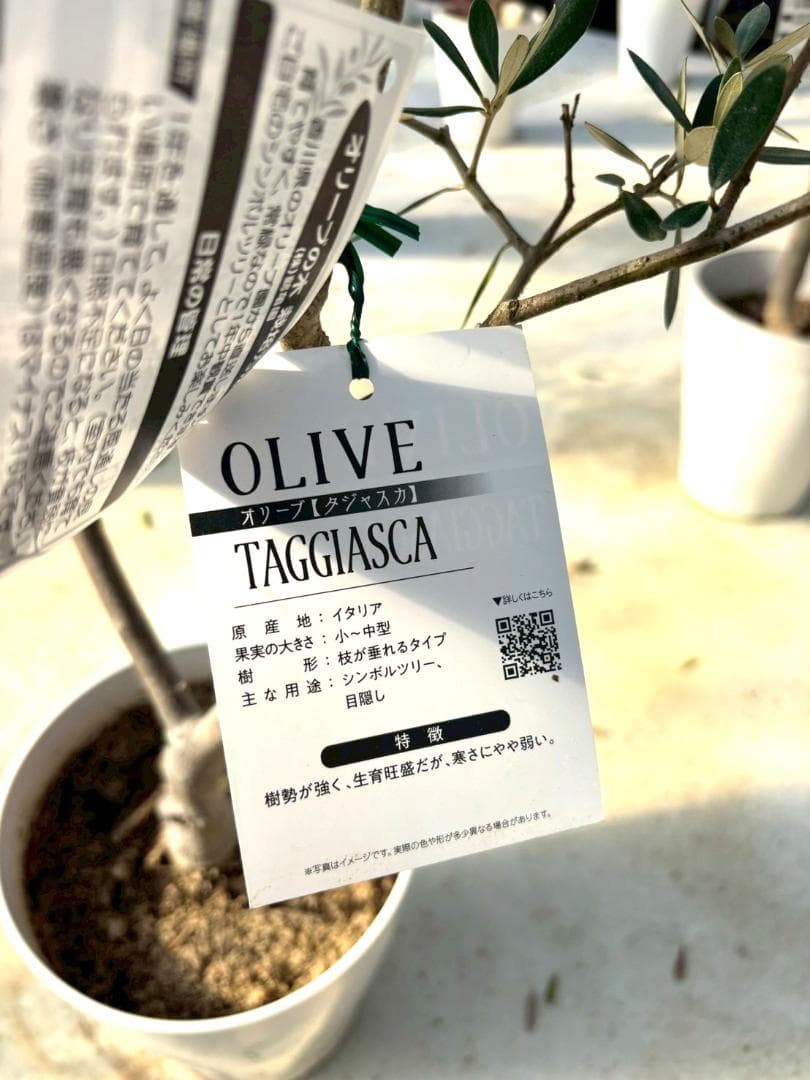 オリーブの木　タジャスカ　8号　約130cm　K-322　現品掲載