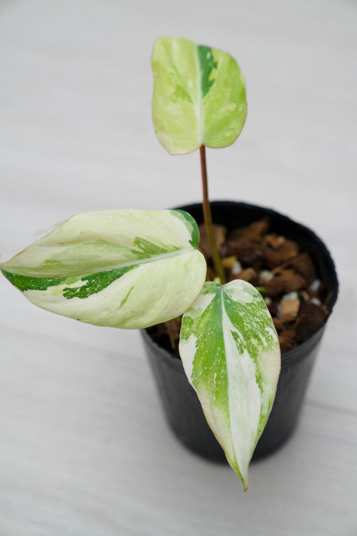 フィロデンドロン グロリオーサム トリカラー A01【モンステラ 斑入り】