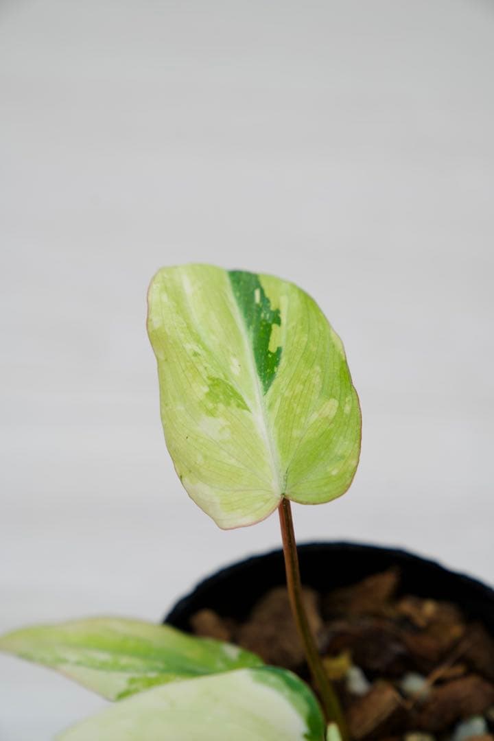 フィロデンドロン グロリオーサム トリカラー A01【モンステラ 斑入り】