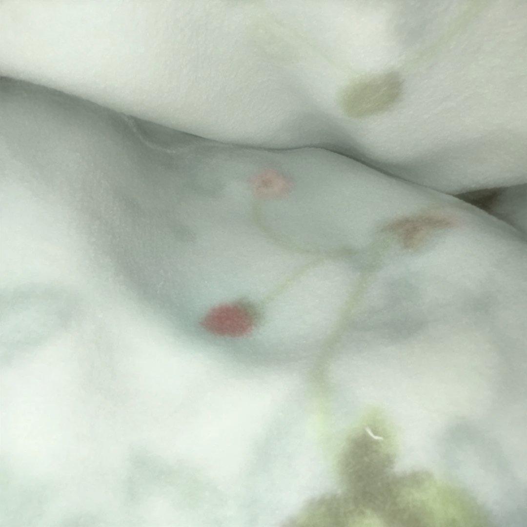 新品未使用☆ウェッジウッド 寝具セット　西川産業