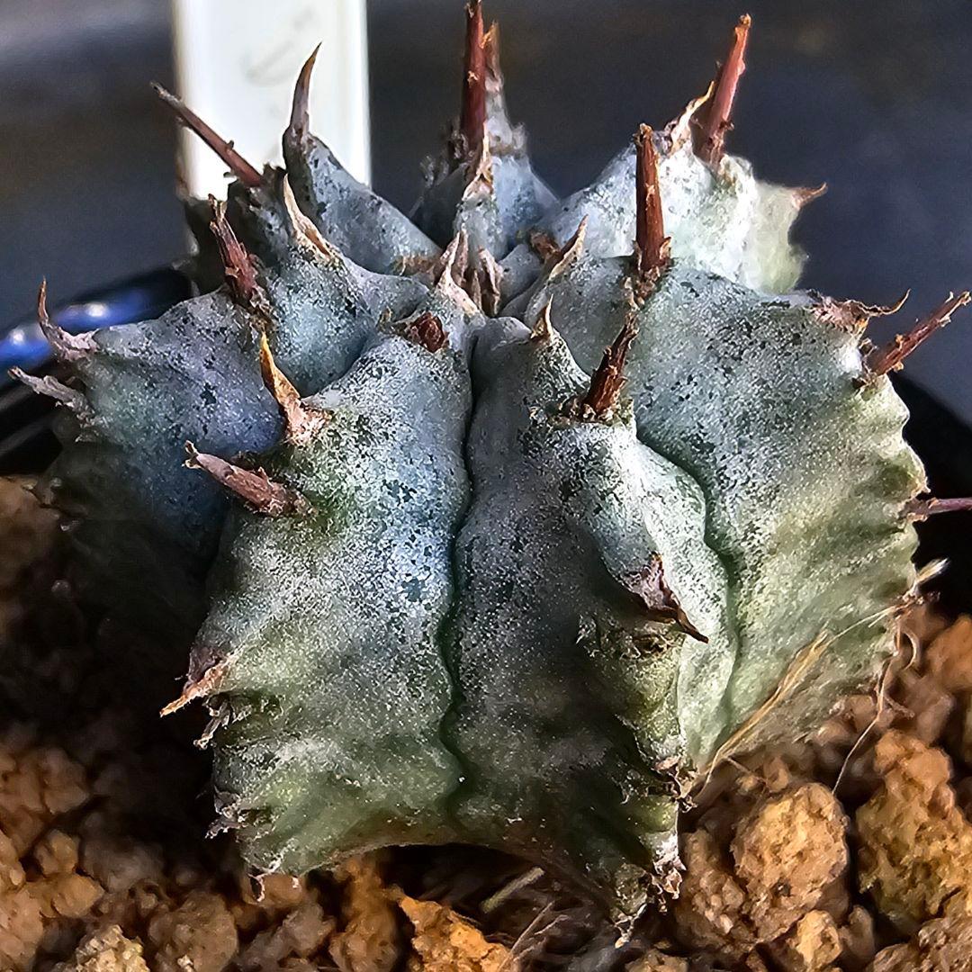 メルカリ便発送&ロウルサンコさんラベル付き☆ユーフォルビア ホリダ ビックバン