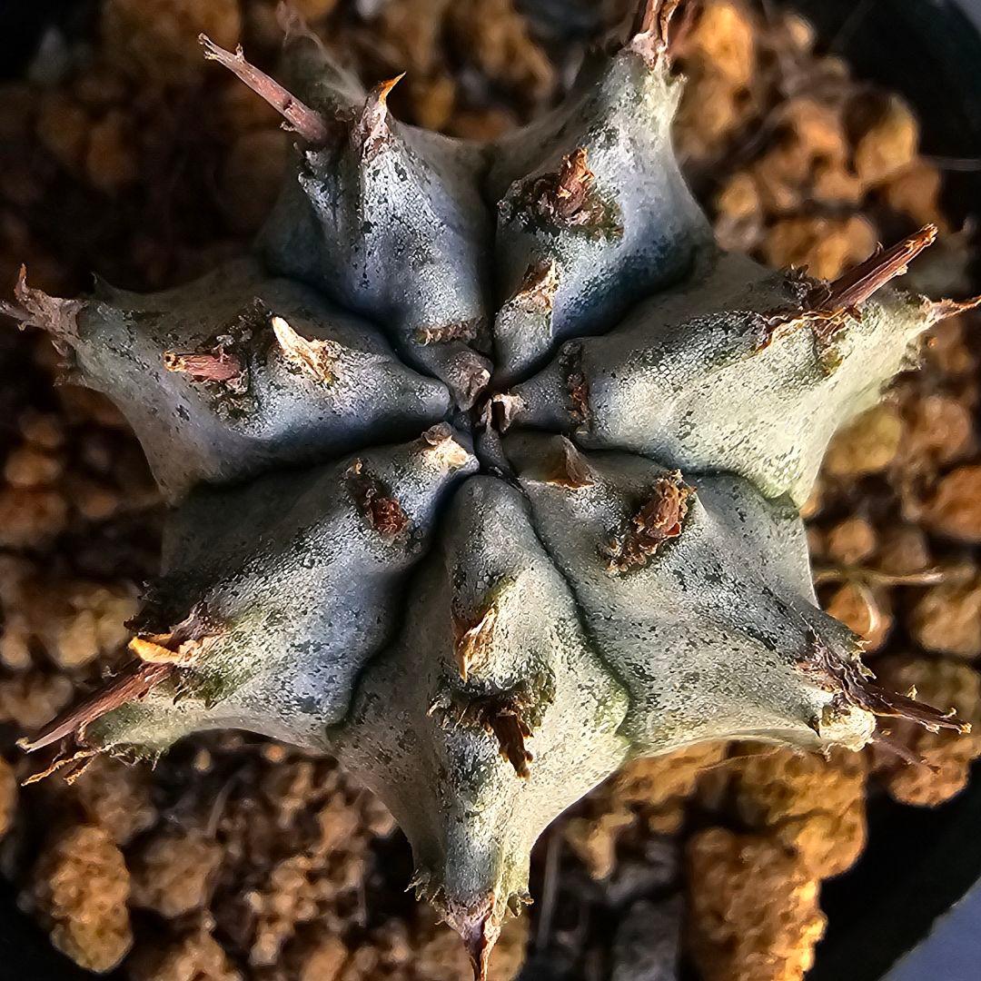 メルカリ便発送&ロウルサンコさんラベル付き☆ユーフォルビア ホリダ ビックバン