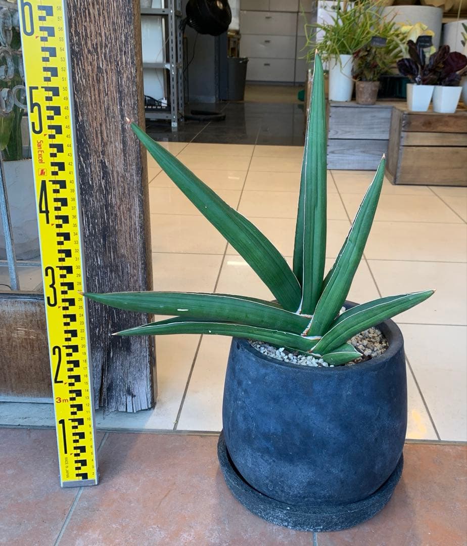 サンスベリア サムライドワーフ ファイバー鉢 お皿付き