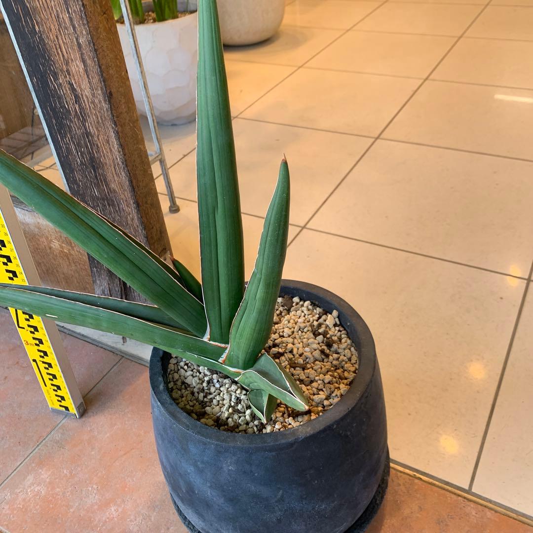 サンスベリア サムライドワーフ ファイバー鉢 お皿付き