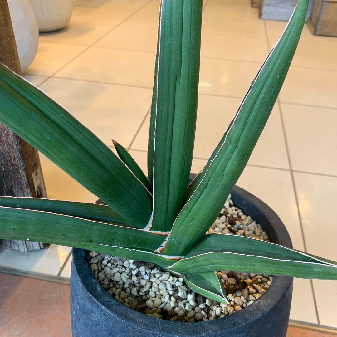 サンスベリア サムライドワーフ ファイバー鉢 お皿付き