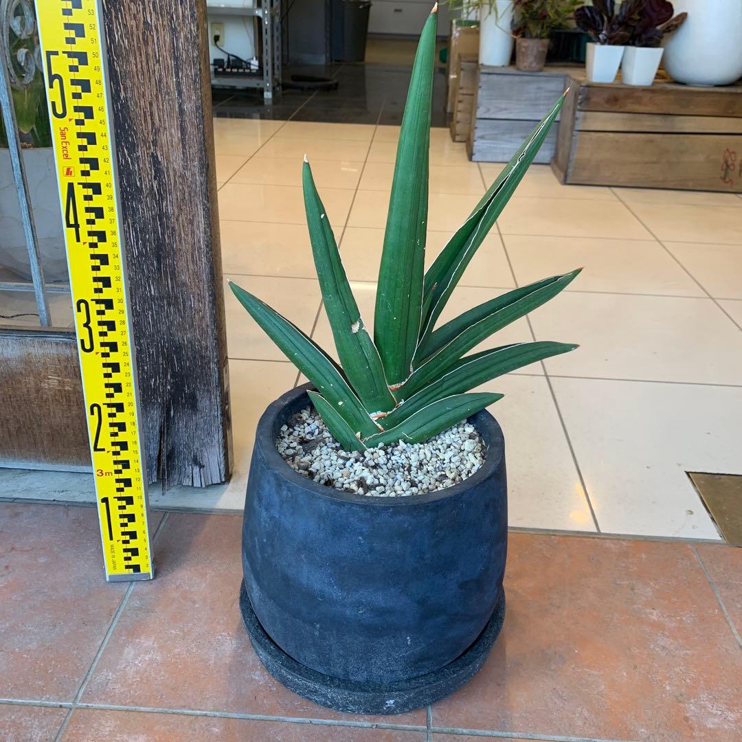 サンスベリア サムライドワーフ ファイバー鉢 お皿付き