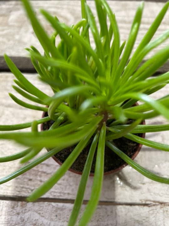 セネシオ　アーケリー　抜き苗