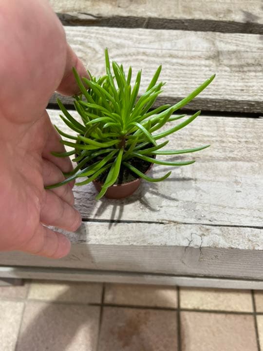 セネシオ　アーケリー　抜き苗