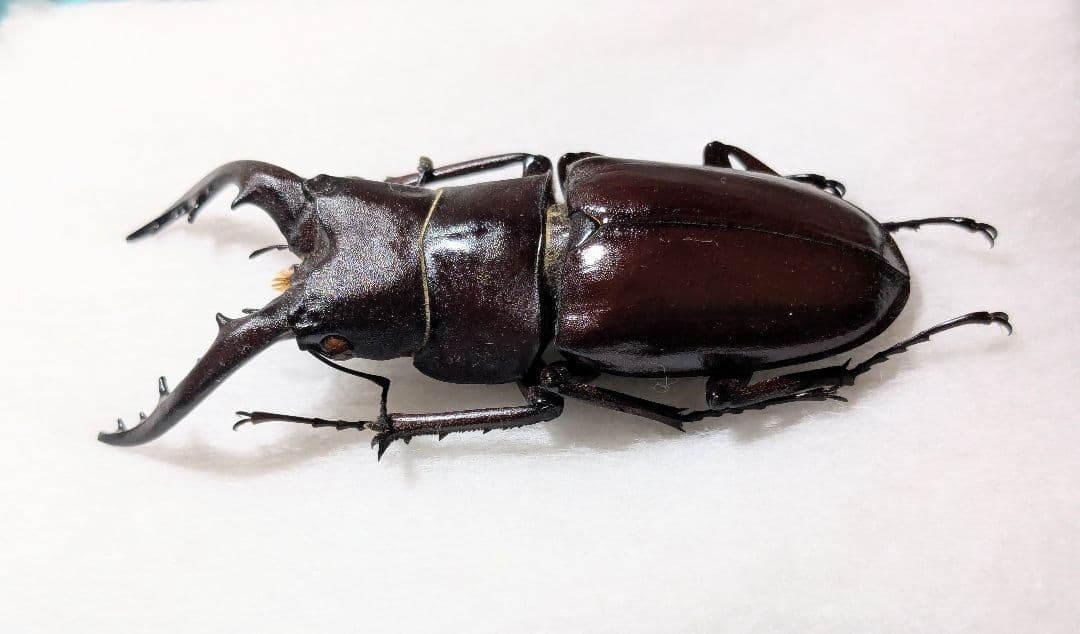 石垣　ヤエヤマノコギリ