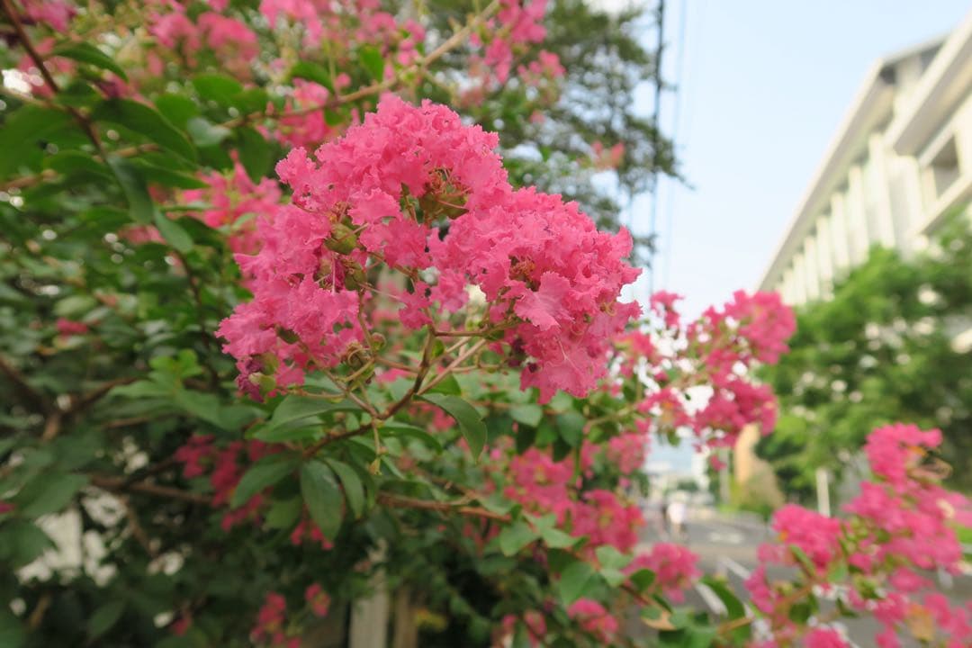 【美品】PowerShot G7X Canon