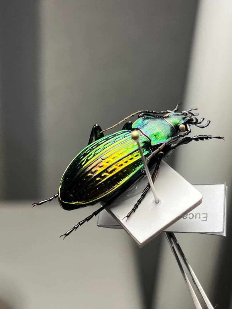 【32mm】Eucarabus ulrichi オサムシ カブリモドキ標本