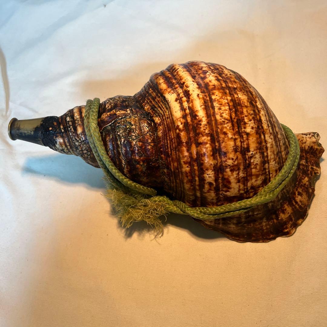 法螺貝　自然な巻貝装飾品 約34cm