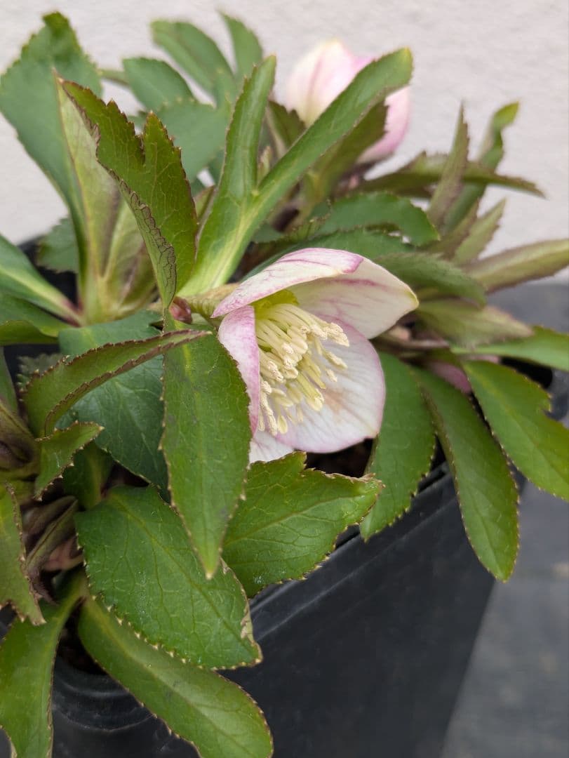 極美！ウィンターシンフォニー 小輪ピンクベイン SS ポーセリン風の質感