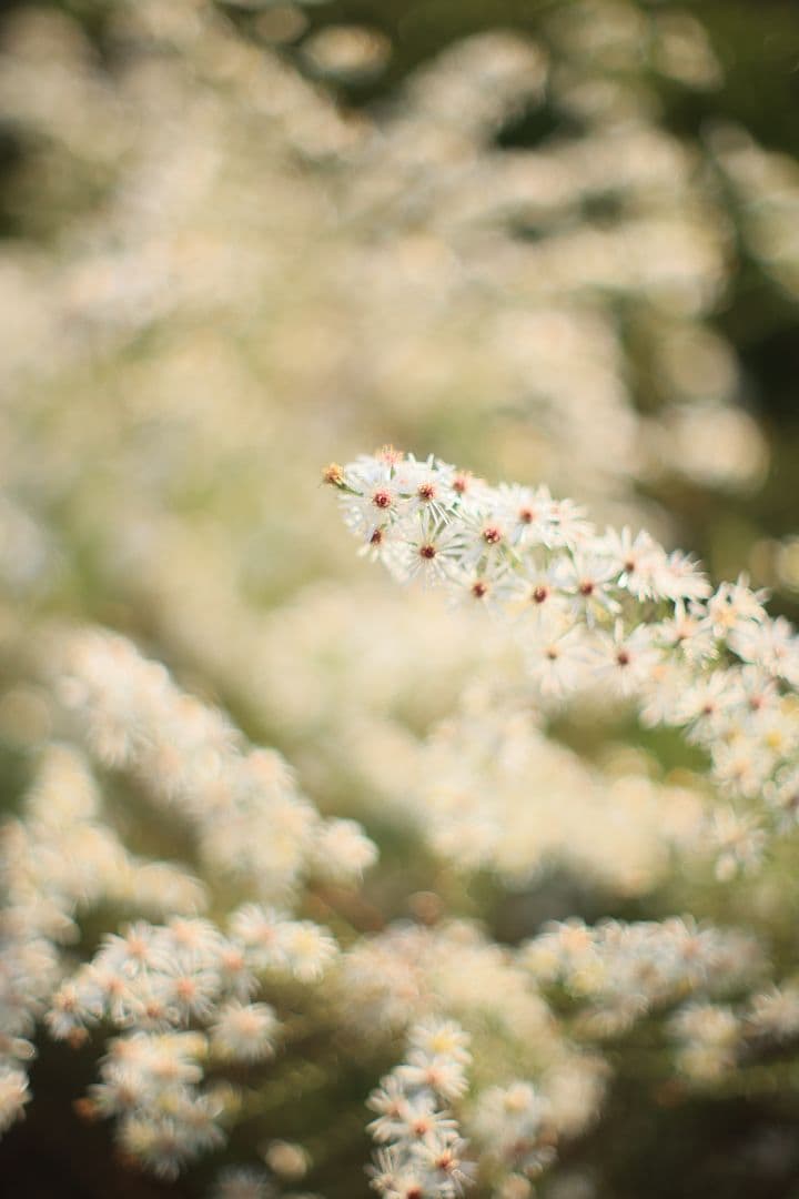 《希少》YASHICA AUTO YASHINON DS-M 50mm F1.4