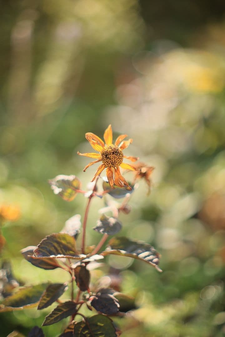 《希少》YASHICA AUTO YASHINON DS-M 50mm F1.4